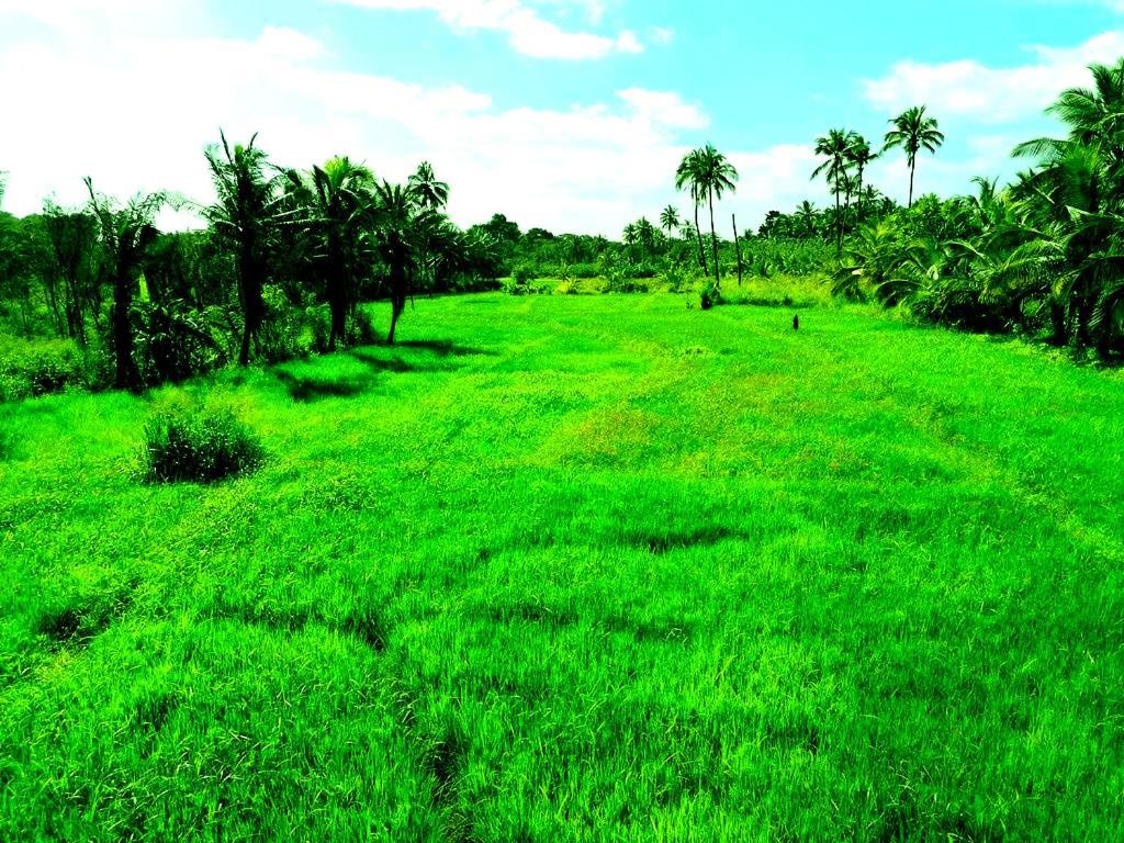 Pelwehera Village Resort Dambulla Exterior foto